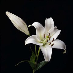 lily on a black background, AI Generated