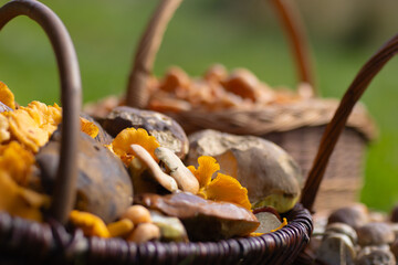 Grzybobranie w Tyliczu jesienią. Kosze pełne grzybów. © rogozinski