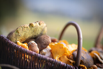 Grzybobranie w Tyliczu jesienią. Kosze pełne grzybów. © rogozinski