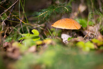 Grzybobranie w Tyliczu jesienią. Grzyby leśne. © rogozinski