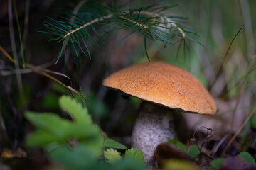 Grzybobranie w Tyliczu jesienią. Grzyby leśne. © rogozinski