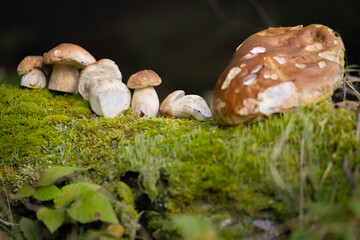 Grzybobranie w Tyliczu jesienią. Grzyby leśne. © rogozinski