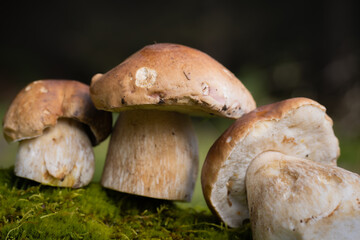 Grzybobranie w Tyliczu jesienią. Grzyby leśne. © rogozinski