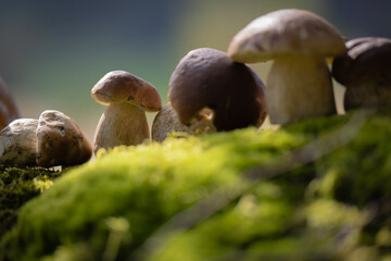 Grzybobranie w Tyliczu jesienią. Grzyby leśne. © rogozinski