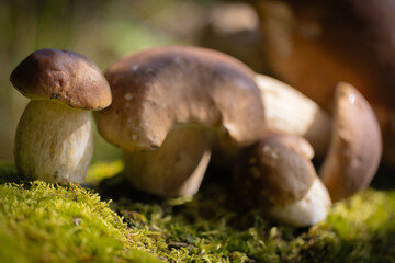 Grzybobranie w Tyliczu jesienią. Grzyby leśne. © rogozinski