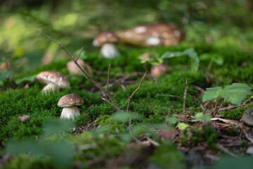 Grzybobranie w Tyliczu jesienią. Grzyby leśne. © rogozinski