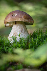 Grzybobranie w Tyliczu jesienią. Grzyby leśne. © rogozinski