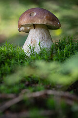 Grzybobranie w Tyliczu jesienią. Grzyby leśne. © rogozinski