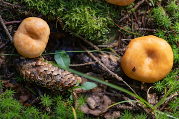 Grzybobranie w Tyliczu jesienią. Grzyby leśne. © rogozinski