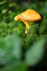 Grzybobranie w Tyliczu jesienią. Grzyby leśne. © rogozinski