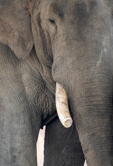 Fototapeta premium Domesticated Elephants in Captivity