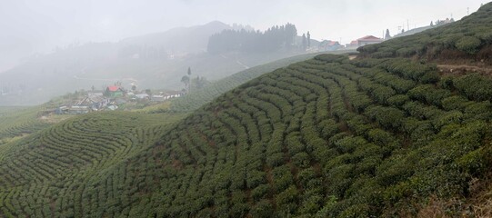 Ilam Tea Gardens