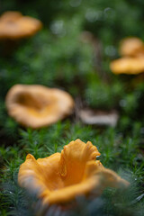 Grzybobranie w Tyliczu jesienią. Grzyby leśne. © rogozinski