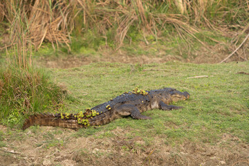 Muggar Crocodile on Riverbank