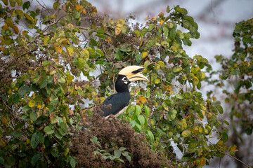 oriental Pied Hornbill