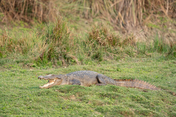 Muggar Crocodile on Riverbank