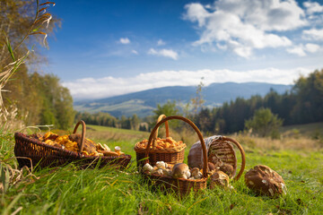 Grzybobranie w Tyliczu jesienią.Kosze pełne grzybów na tle pięknych krajobrazów.
