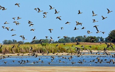 a flock  of northern pintail ducks in flight over little salt marsh on a sunny day in the quivira...