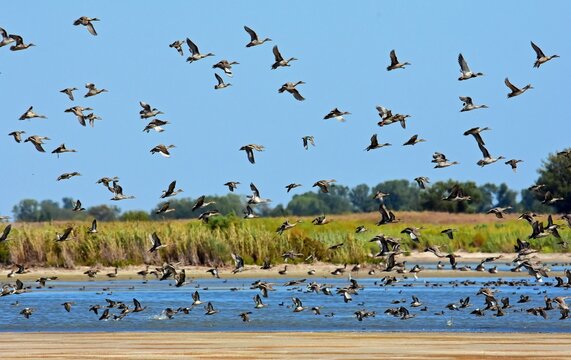 a flock  of northern pintail ducks in flight over little salt marsh on a sunny day in the quivira national wildlife refuge near stafford, in  south central kansas