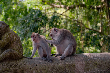 Young Monkey Allowing Mother's Gentle Cleaning Amidst Nature's Tranquility