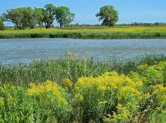 a field of yellow goldenrod flowers next to a pond a sunny day in the quivira national wildlife refuge near stafford, in  south central kansas