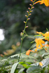 Wildflower of orange Montbretia