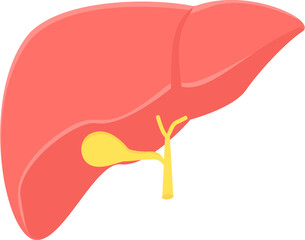 Liver