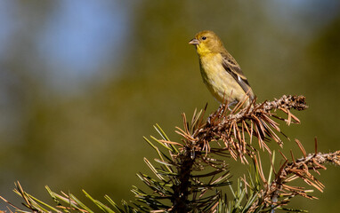 Fototapeta premium Female Goldfinch resting on a branch