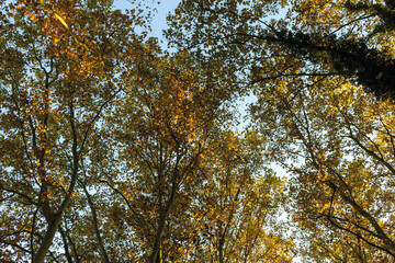 automne- les arbres avec différents couleurs