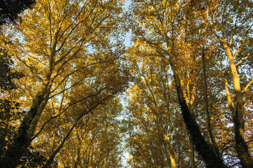 automne- les arbres avec différents couleurs