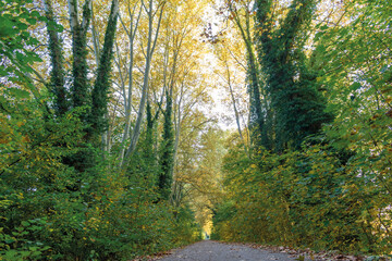 automne- les arbres avec différents couleurs