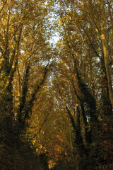 Fototapeta premium automne- les arbres avec différents couleurs