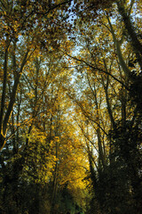 Obraz premium automne- les arbres avec différents couleurs