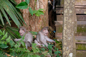 Two Monkey Babies Examining Leaves Near Stairs, Backs Turned in Curiosity