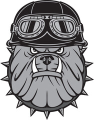 Angry Biker Bulldog Head with Motorcycle Helmet with Goggles Color. Vector Illustration.