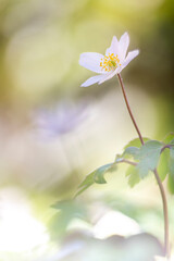 Anemone Nemorosa, bringer of Spring.