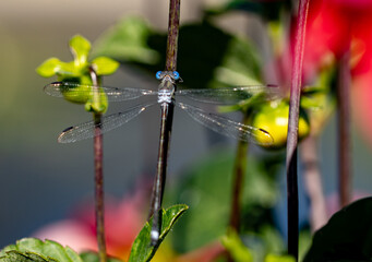 Damesefly resting on a branch