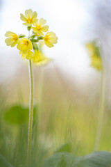 Primula elatior - slender primrose