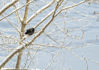 Jackdaw are sitting on the snowy branches of birches at frozen winter sunny day. Nature texture and background of beautiful winter forest. Frost in the forest.
