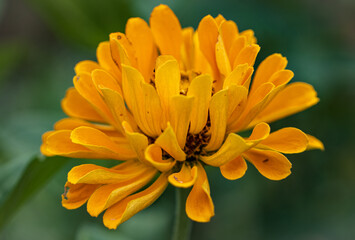 yellow flower closeup