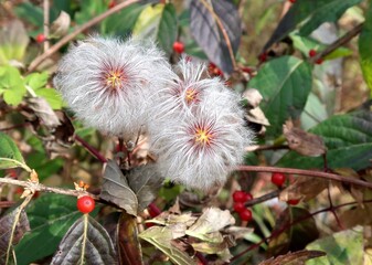 flower clematis tanguticos in autumn