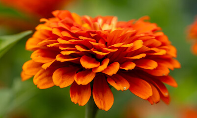 Beautiful Bright Orange Marigold Flower
