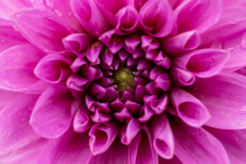 close up of dahlia flower