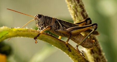 Fototapeta premium Macro photography close-up of a Grasshopper/Locust on a branch