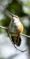 hummingbird resting on a branch with it's eyes closed