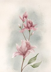 hand drawn watercolor gentle white and pink magnolia flowers. 
