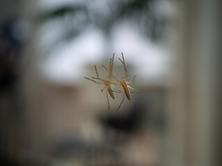 tibellus maritimus. a small spider on the mirror