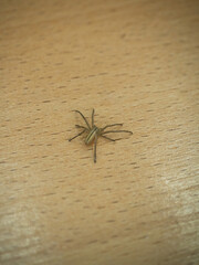 tibellus maritimus. a small spider on a wooden floor