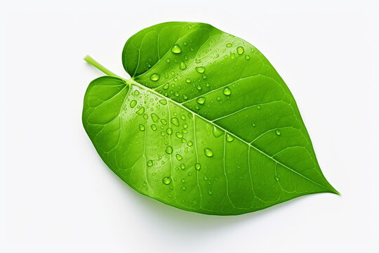 Green leaf with water drops isolated on white background. Clipping path