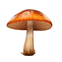 fresh mushroom isolated on white background